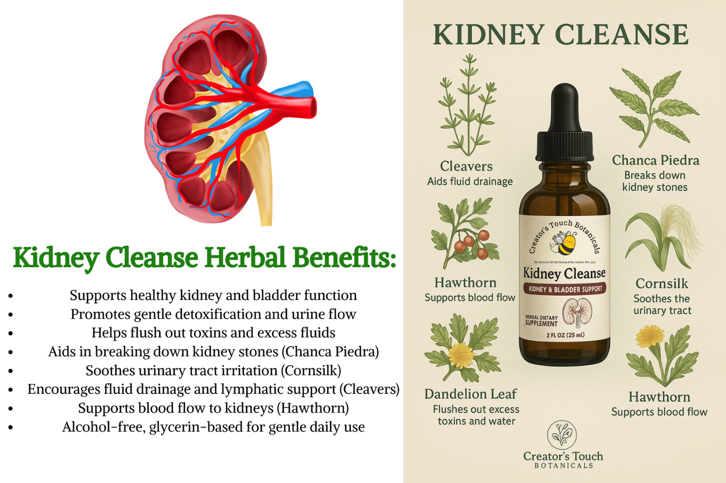 Kidney Cleanse Tincture – Bladder Support, Detox & Kidney Health | 2 fl. oz