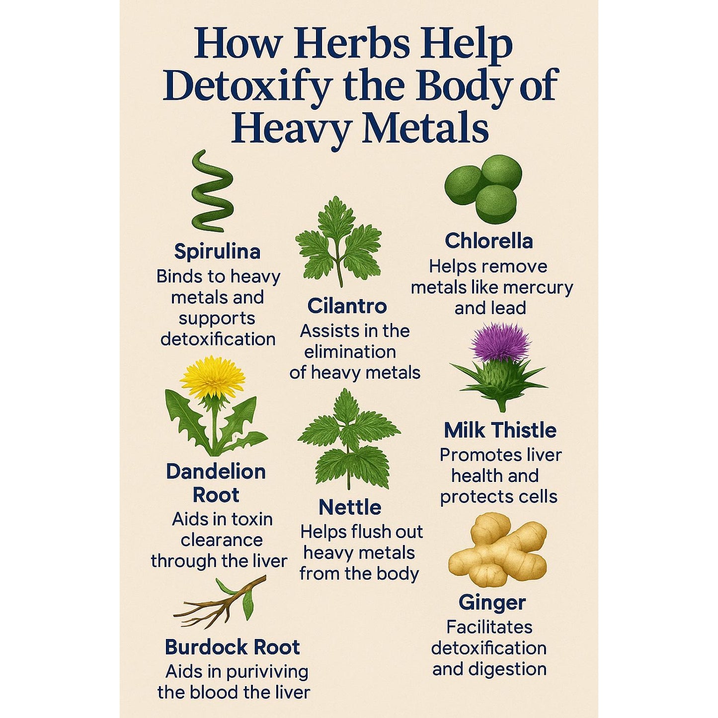 Detoxify+ Heavy Metals Detox – 8 Herb Tincture for Body Cleanse & Detox Support | 2 fl oz